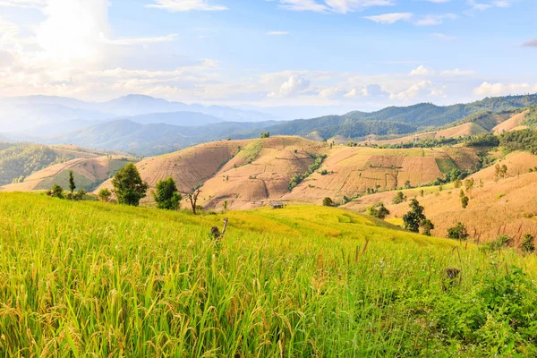 Terraced rice field in the evening — Stock Photo, Image