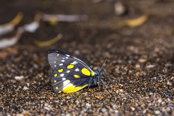 Hill Jezebel butterfly — Stock Photo, Image