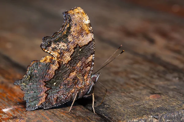 Mariposa almirante azul — Foto de Stock