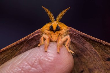 Üstünde parmak Cricula Silkmoth