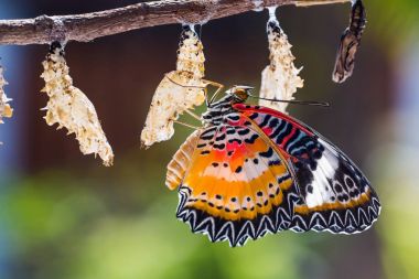 leopar lacewing kelebek