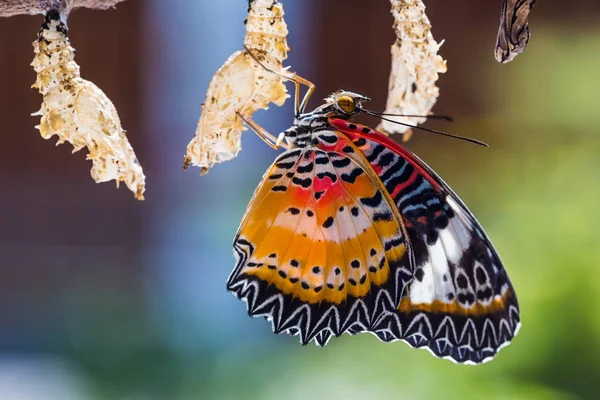 레오 파 드 lacewing 나비 — 스톡 사진
