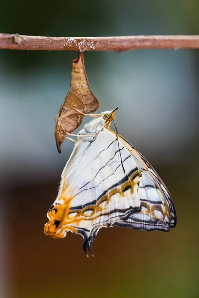 일반적인 지도 나비 — 스톡 사진
