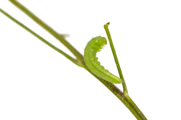 Mogen psyket caterpillar — Stockfoto