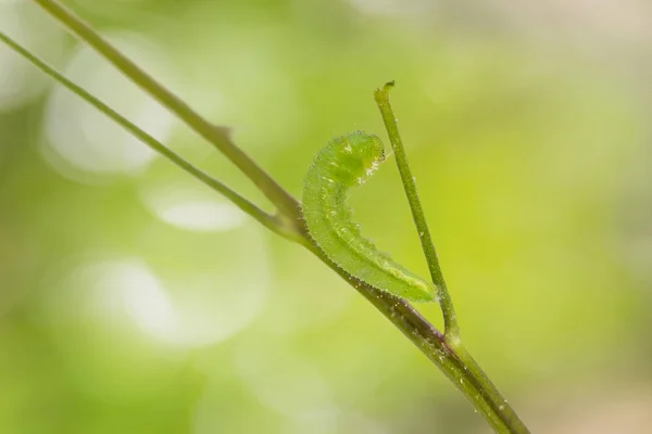 Érett psziché caterpillar — Stock Fotó