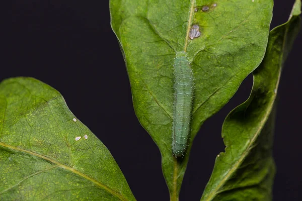 Psyket caterpillar — Stockfoto