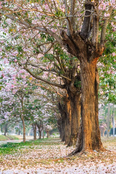 Satır pembe trompet ağaçlarının — Stok fotoğraf