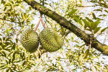 Onun ağaç dal üzerinde taze durian