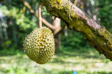 Onun ağaç dal üzerinde taze durian