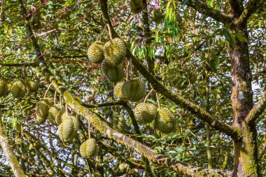 Taze durian olan ağaç üzerinde