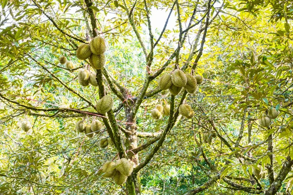 Fresh durian on its tree — Stock Photo, Image