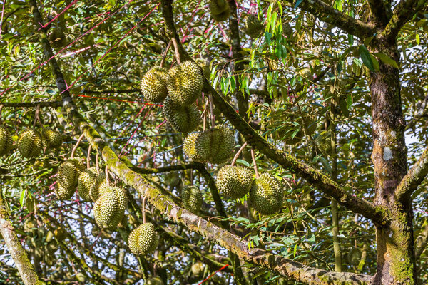 Fresh durian on its tree