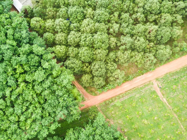 Huerto de árboles durianos y plantación de árboles de caucho —  Fotos de Stock