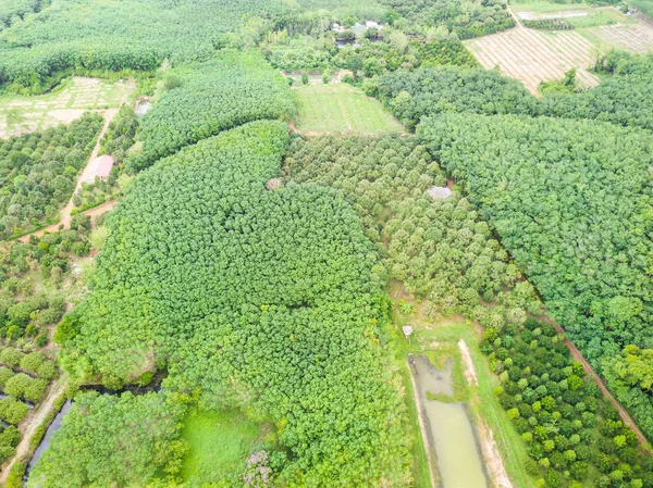 Durian trees orchard and rubber trees plantation — Stock Photo, Image