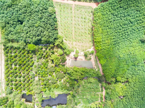 Banan och durian träd fruktträdgård och gummiträd plantage — Stockfoto