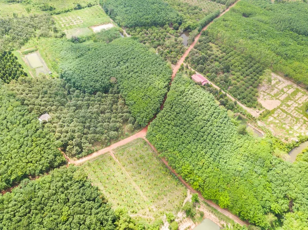 Banán a durian Ovocnářství a gumovníky plantáže stromů — Stock fotografie