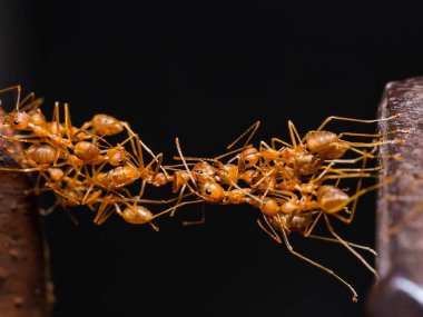 Takım çalışması kırmızı weaver karıncalar