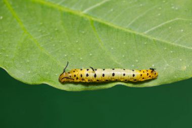 Maplet (Chersonesia intermedia) caterpillar orta