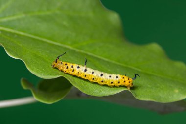 Maplet (Chersonesia intermedia) caterpillar orta