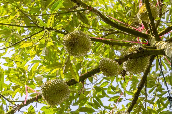 Fersk durian på treet sitt – stockfoto
