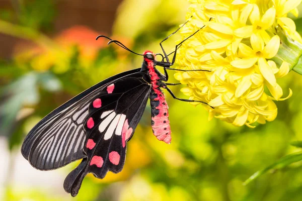 Rosa-comum (Pachliopta aristolochiae) borboleta — Fotografia de Stock