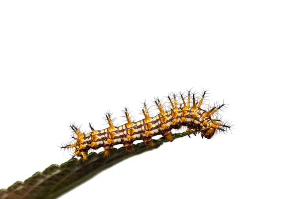 Caterpillar sárga coster (Acraea issoria) — Stock Fotó