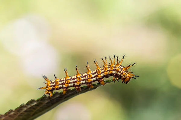 Firma caterpillar Yellow coster (Acraea issoria) — Zdjęcie stockowe