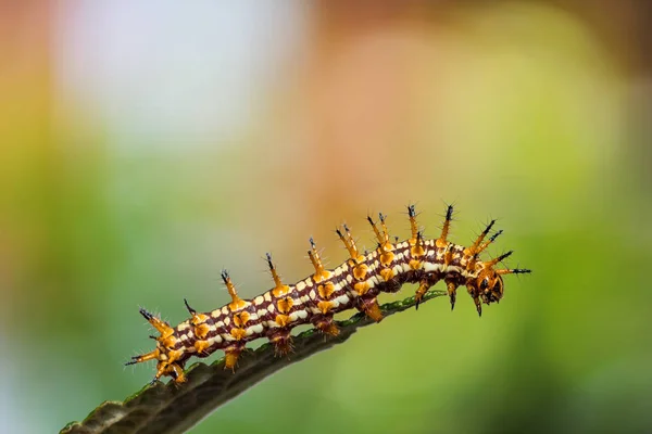 Gula coster (Acraea issoria) caterpillar — Stockfoto