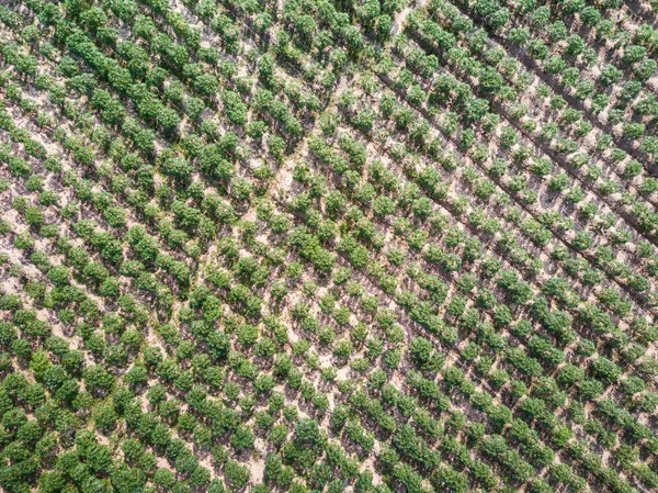 Vista aérea de la plantación de mandioca —  Fotos de Stock