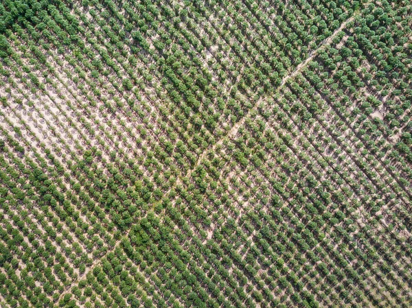 Vista aérea de la plantación de mandioca —  Fotos de Stock