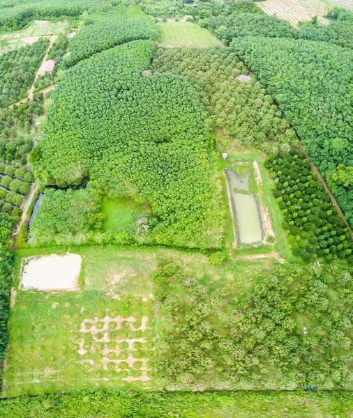 ドリアンの木の果樹園とゴム製木のプランテーション — ストック写真
