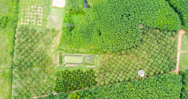 Huerto de árboles durianos y plantación de árboles de caucho — Foto de Stock