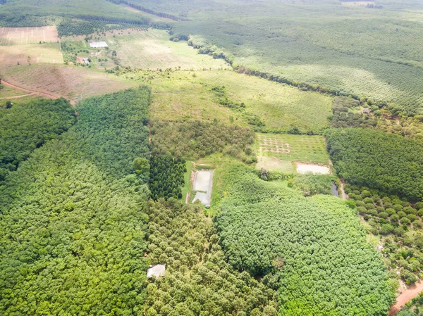 Huerto de árboles durianos y plantación de árboles de caucho — Foto de Stock