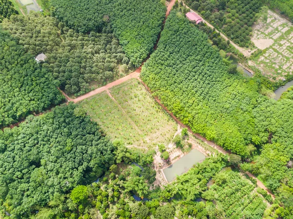 Plátano y árboles durianos huerto y árboles de caucho plantación — Foto de Stock