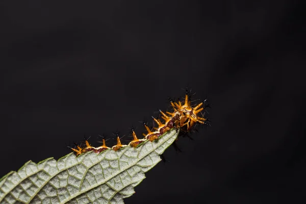 Gula coster (Acraea issoria) caterpillar — Stockfoto