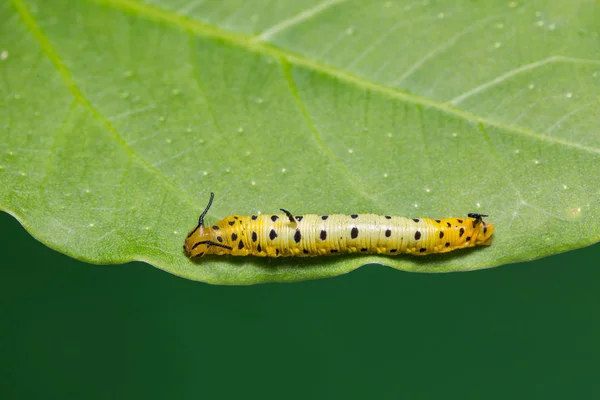 Intermediate Maplet (Chersonesia intermedia) caterpillar — Stock Photo, Image