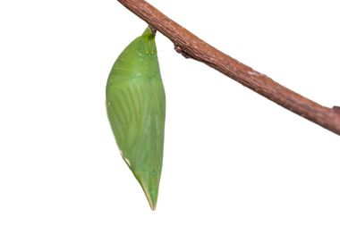 Ortak beceriksiz (Discophora sondaica) pupa
