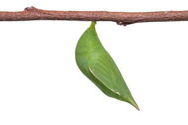 Ortak beceriksiz (Discophora sondaica) pupa