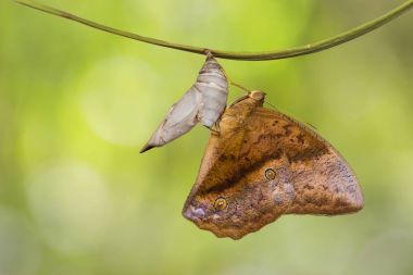 Ortak beceriksiz (Discophora sondaica) kelebek