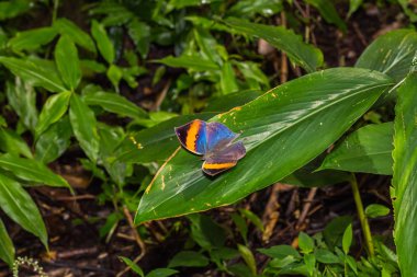 Turuncu oakleaf (Kallima inachus) kelebek