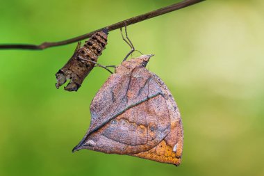 Turuncu oakleaf (Kallima inachus) kelebek