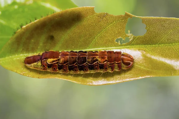 Gemeenschappelijke Oakblue (Arhopala pseudocentaurus) caterpillar — Stockfoto