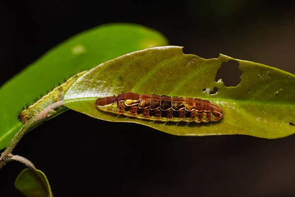 Common Oakblue (Arhopala pseudocentaurus) caterpillar — Stock Photo, Image