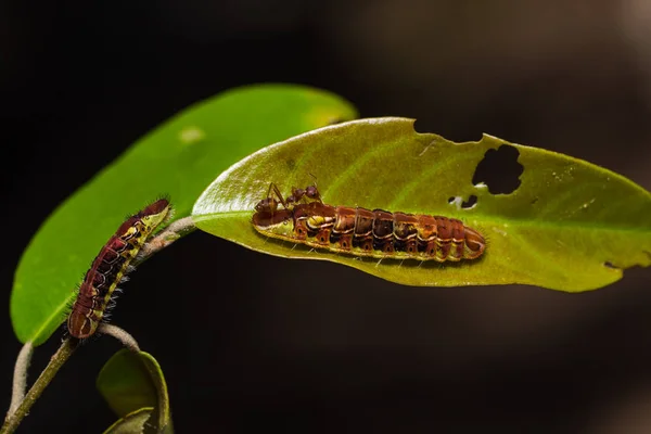 Common Oakblue (Arhopala pseudocentaurus) caterpillars — Stock Photo, Image