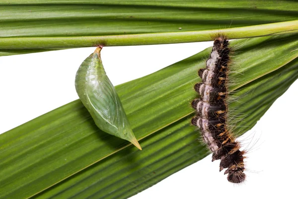 Gemensamma odugling puppa och caterpillar — Stockfoto