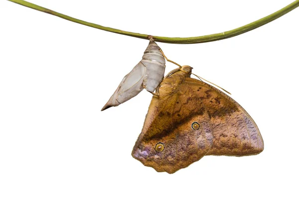 Gemensamma odugling (Discophora sondaica) fjäril — Stockfoto