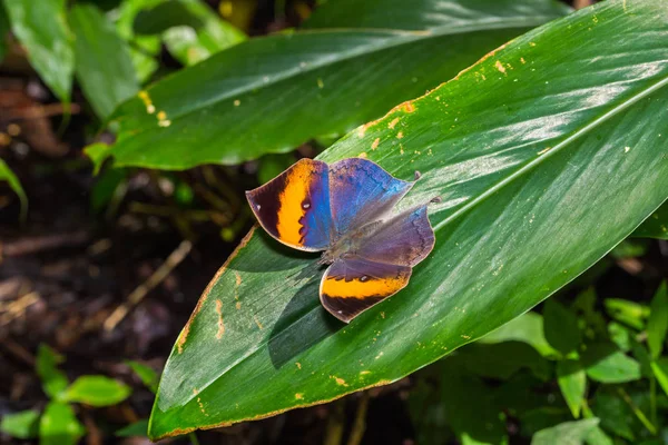 Farfalla di quercia (Kallima inachus) arancione — Foto Stock