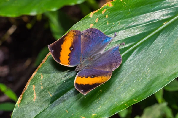 Naranja hoja de roble (Kallima inachus) mariposa — Foto de Stock