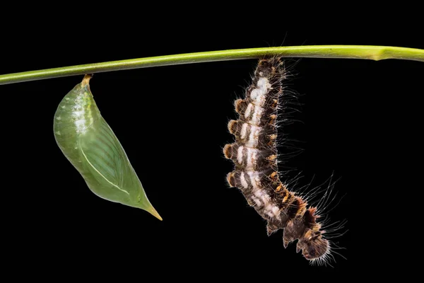 Gemensamma odugling (Discophora sondaica) puppa och caterpillar — Stockfoto
