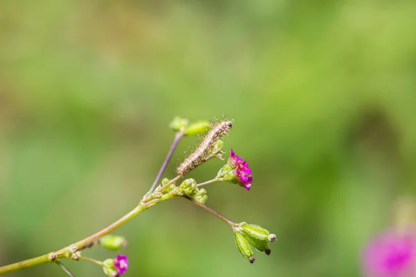 Plume moth (Pterophoridae) ulat bulu — Stok Foto